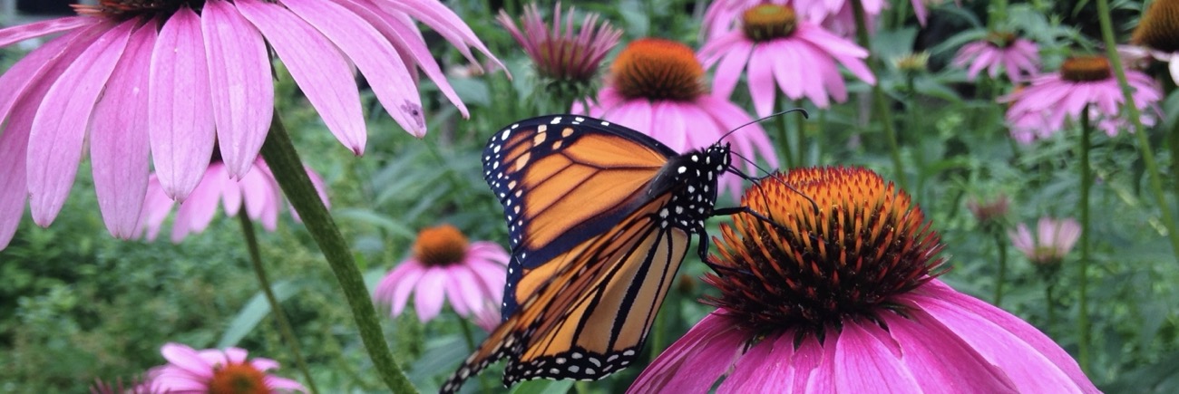 a monarch butterfly on purple coneflowers