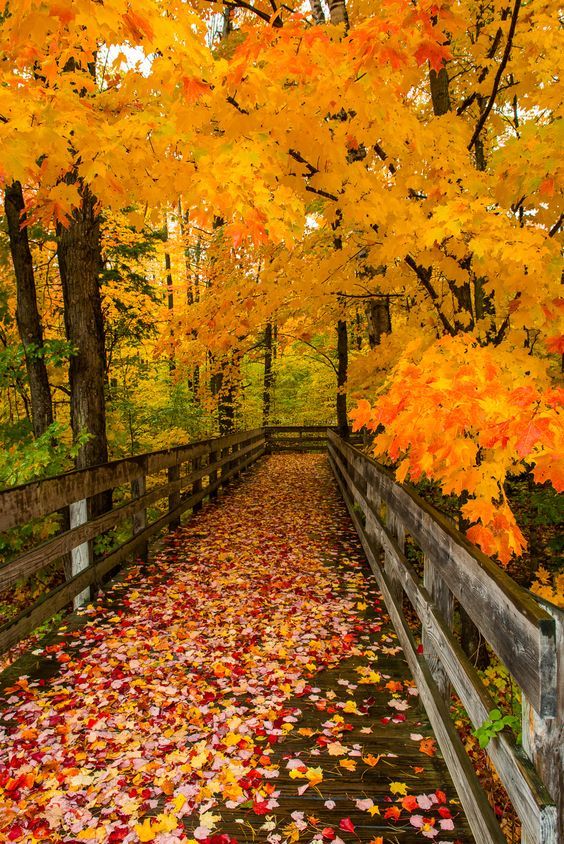 a wood plank path with railings under bright orange foliage of maple trees
